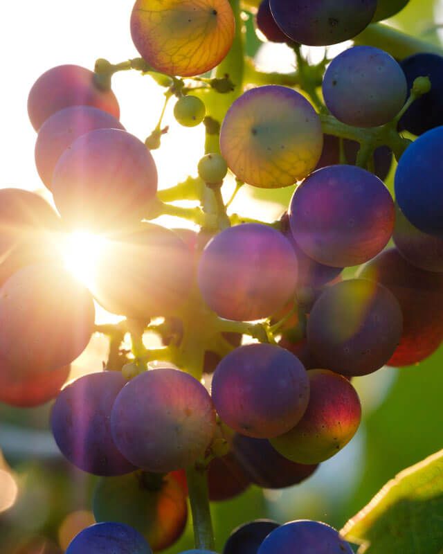 Sunlight filters through lush green grapevines, illuminating clusters of ripe grapes hanging on the vine.